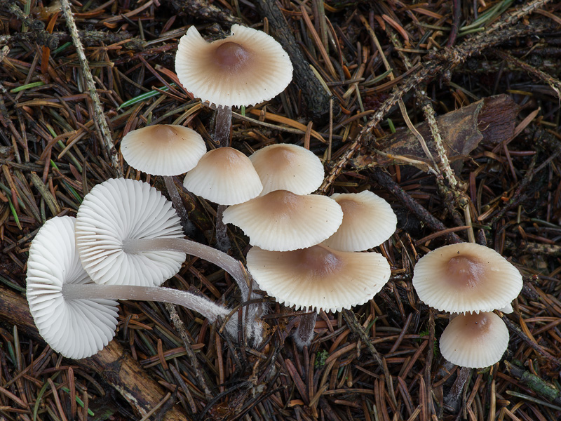 Mycena zephirus